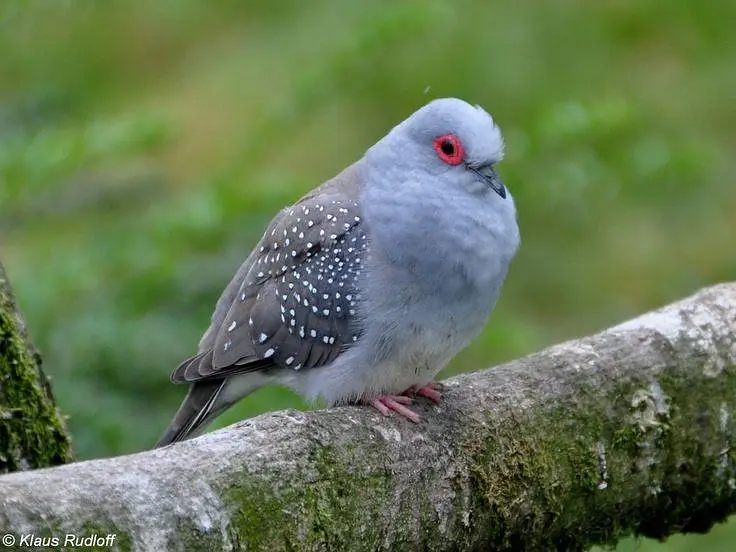 Diamond dove 1 pair very buityful sound Egg laying — photo 2
