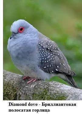 Diamond dove 1 pair very buityful sound Egg laying — photo 3