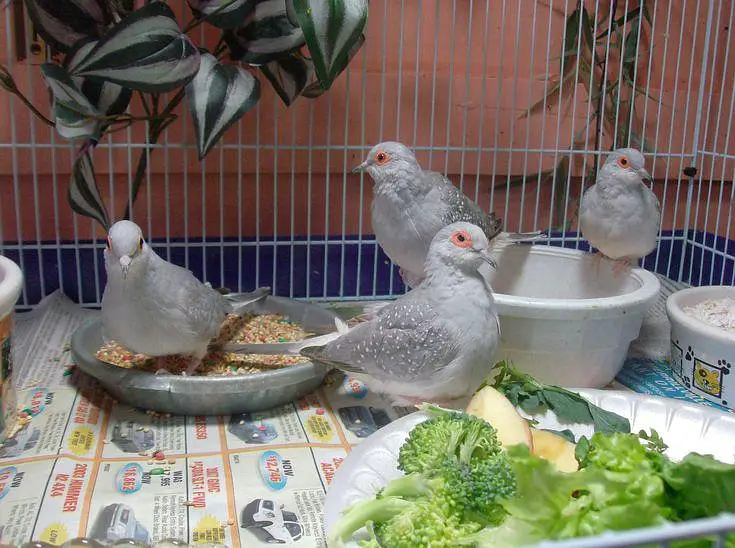 Diamond dove 1 pair very buityful sound Egg laying — photo 4