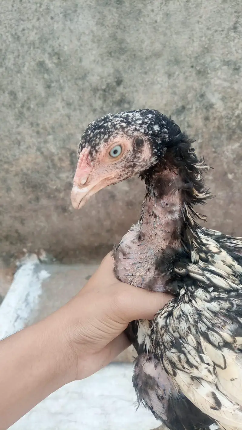 5 LAKIYA BREEDER KA phath OR PHATHI HA/ PARENTS PICTURE ATTACHED — photo 3