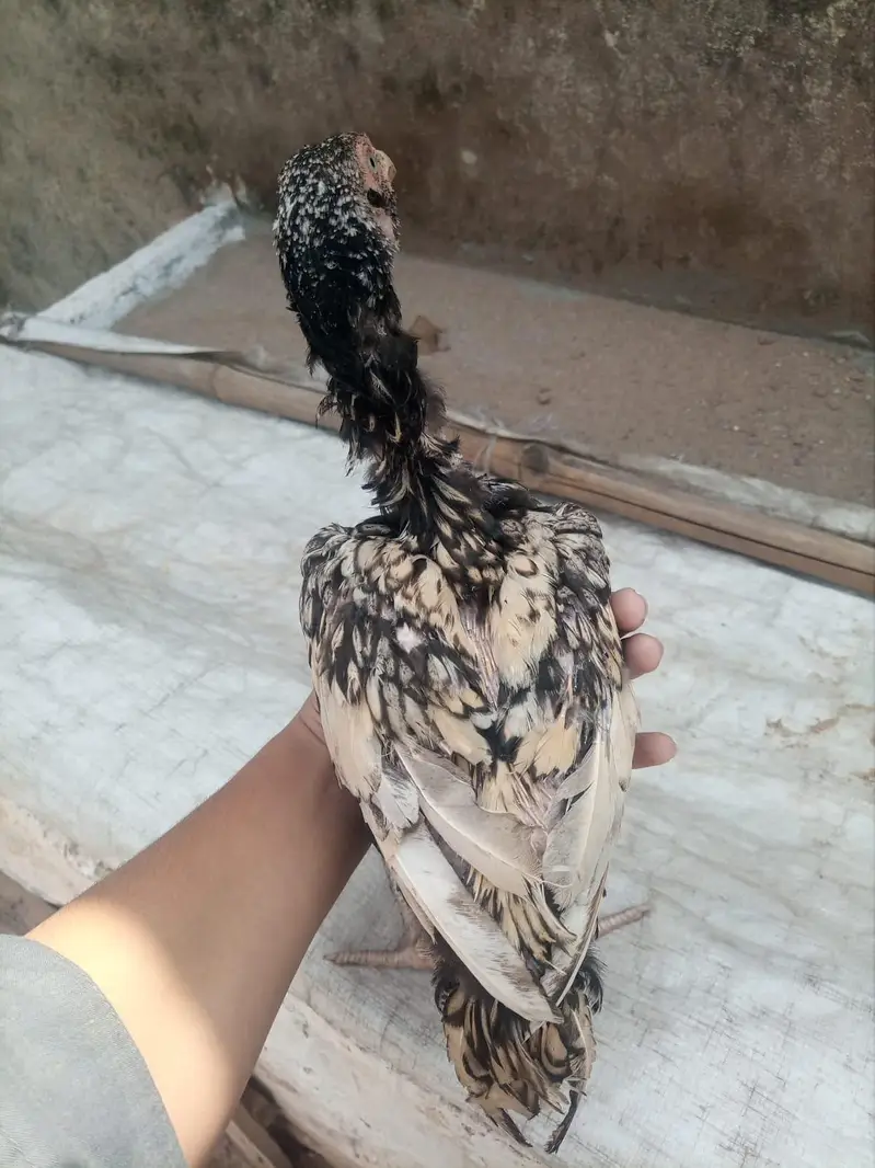 5 LAKIYA BREEDER KA phath OR PHATHI HA/ PARENTS PICTURE ATTACHED — photo 4