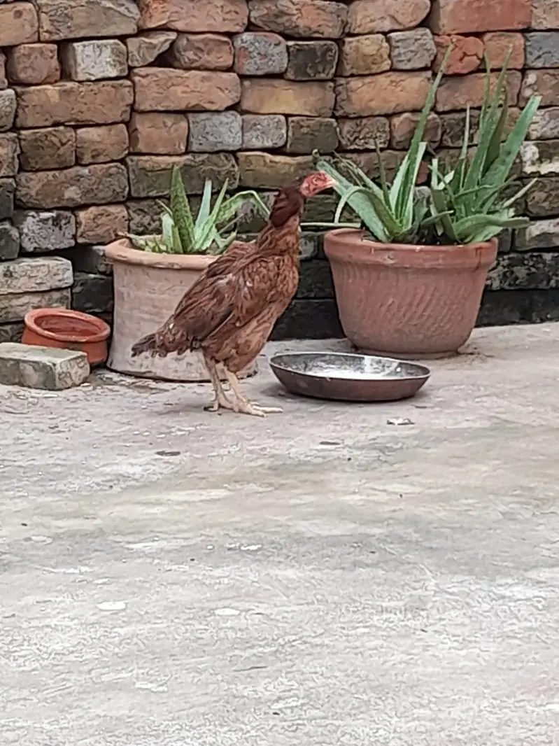 pure aseel murgi — photo 2