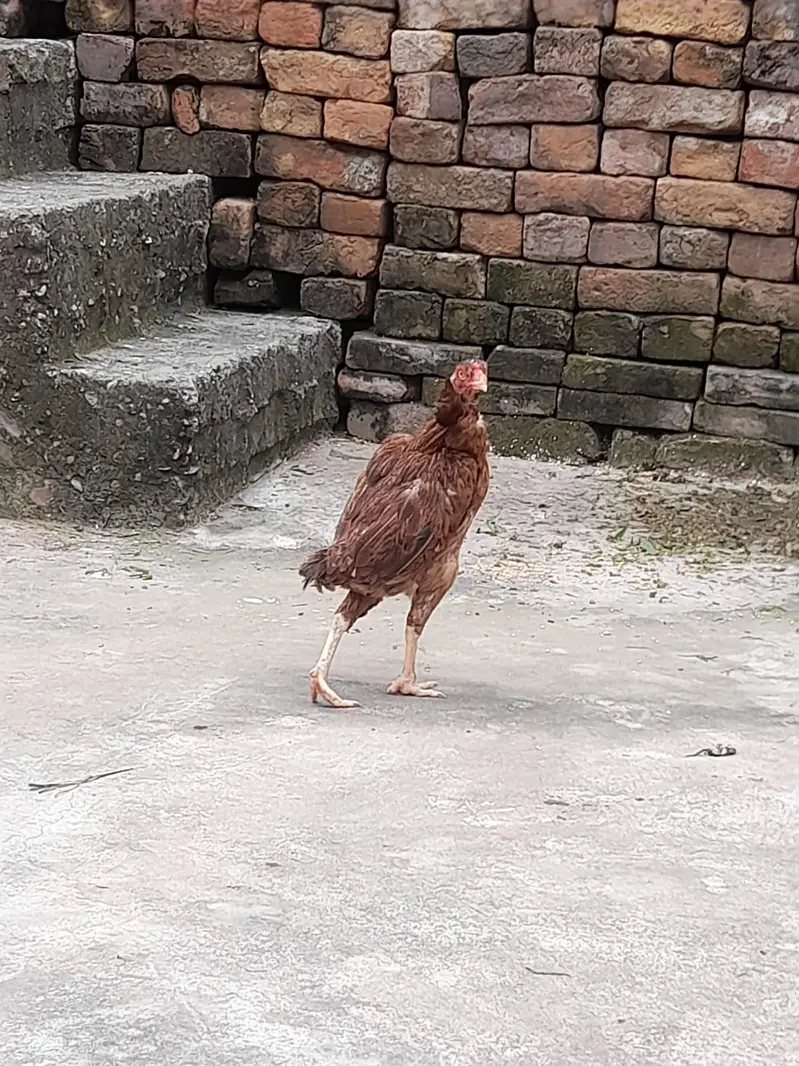 pure aseel murgi — photo 3