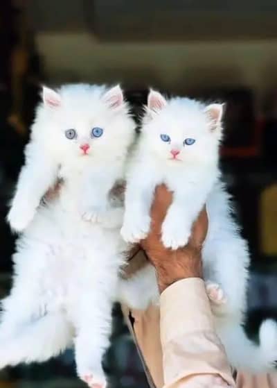 Persian cat 2month vaccinated My WhatsAp 0342,617,4742