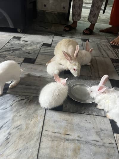 red eyes   jora 3000 ka hain our bacha 700 ka ak hain 03115854335