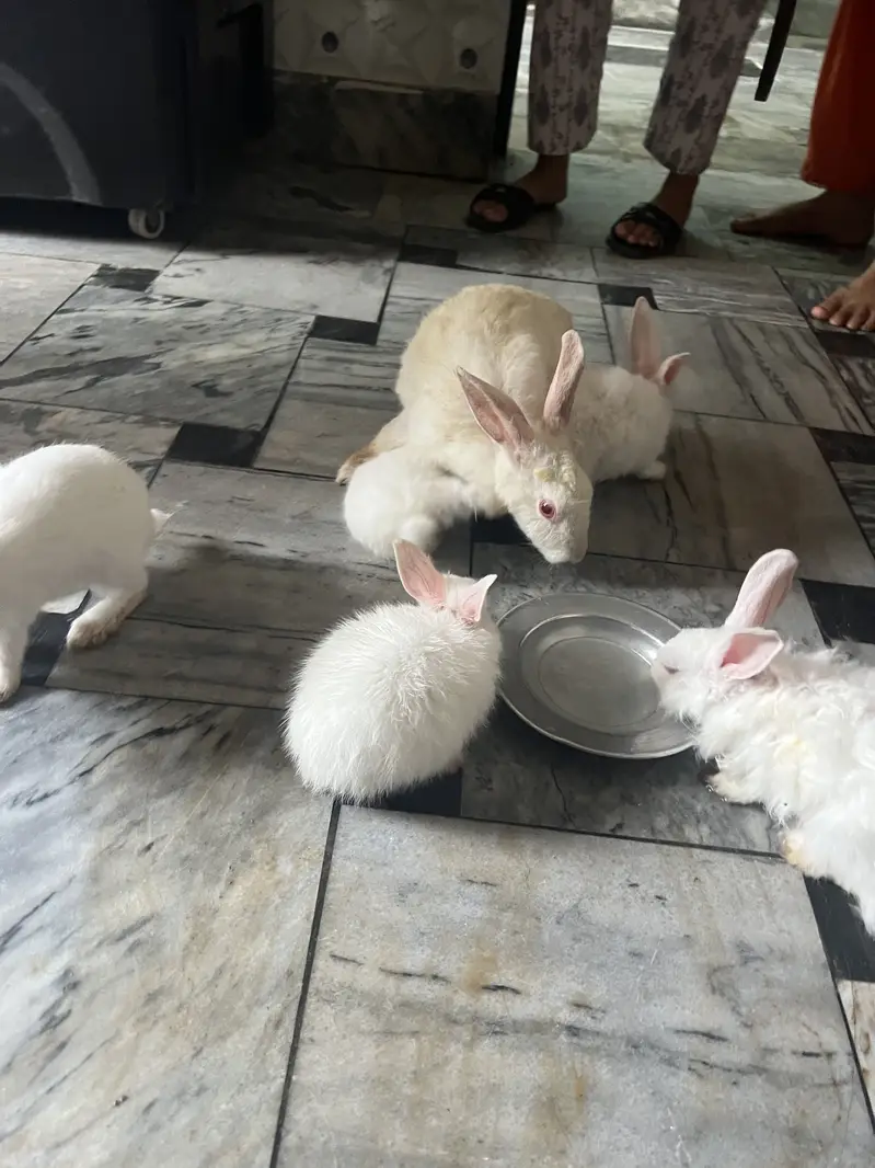 red eyes   jora 3000 ka hain our bacha 700 ka ak hain 03115854335