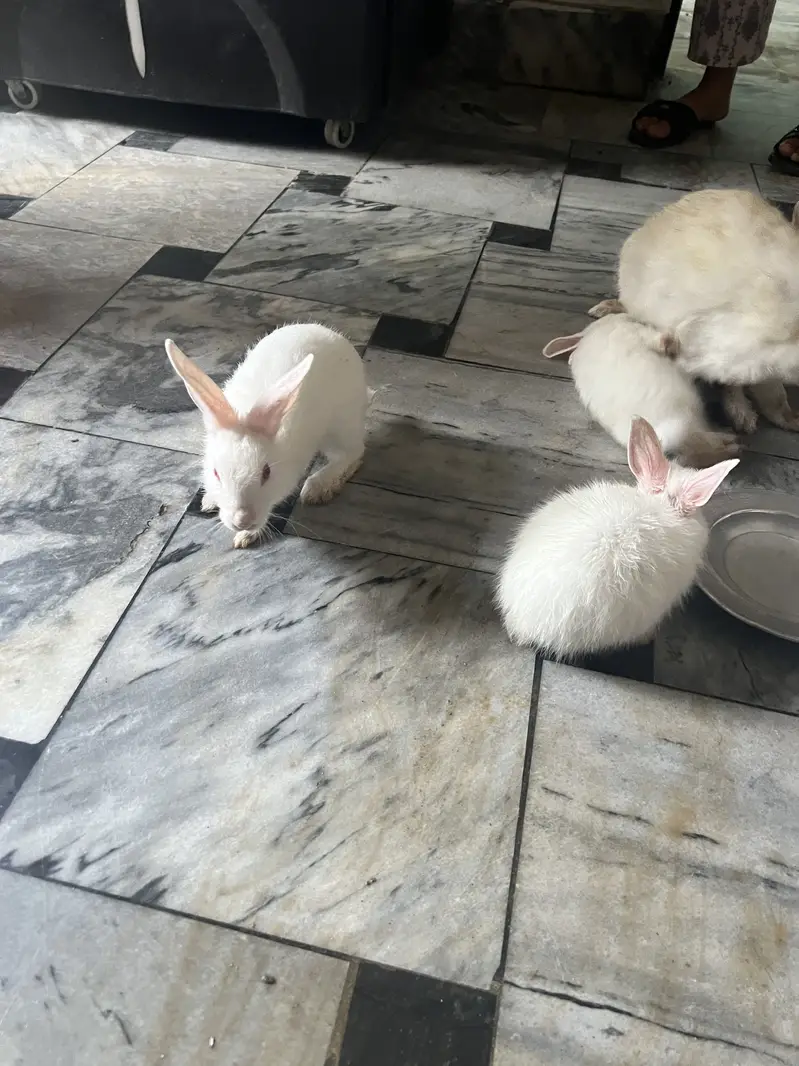 red eyes   jora 3000 ka hain our bacha 700 ka ak hain 03115854335 — photo 2