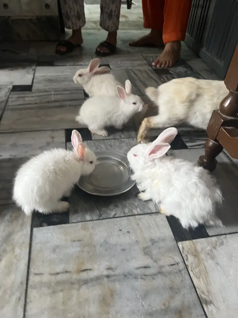 red eyes   jora 3000 ka hain our bacha 700 ka ak hain 03115854335 — photo 3