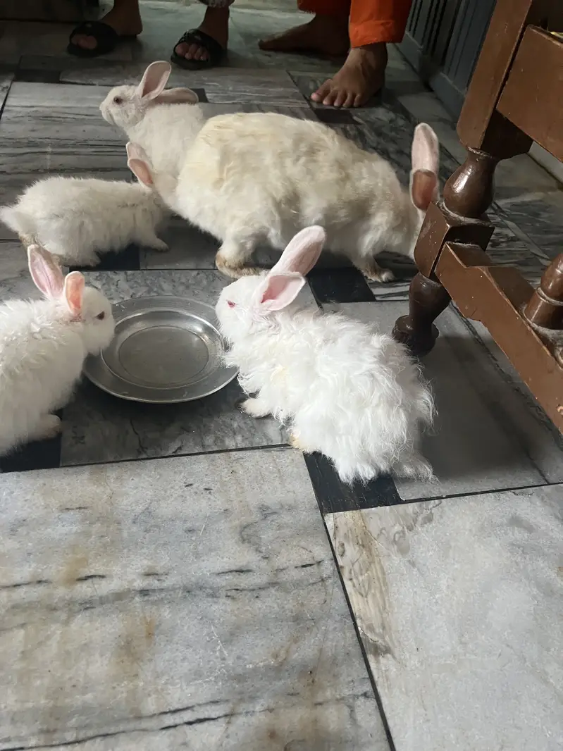 red eyes   jora 3000 ka hain our bacha 700 ka ak hain 03115854335 — photo 5