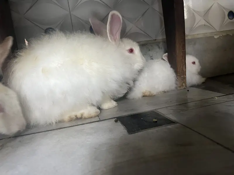 red eyes   jora 3000 ka hain our bacha 700 ka ak hain 03115854335 — photo 6