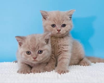 British shorthair