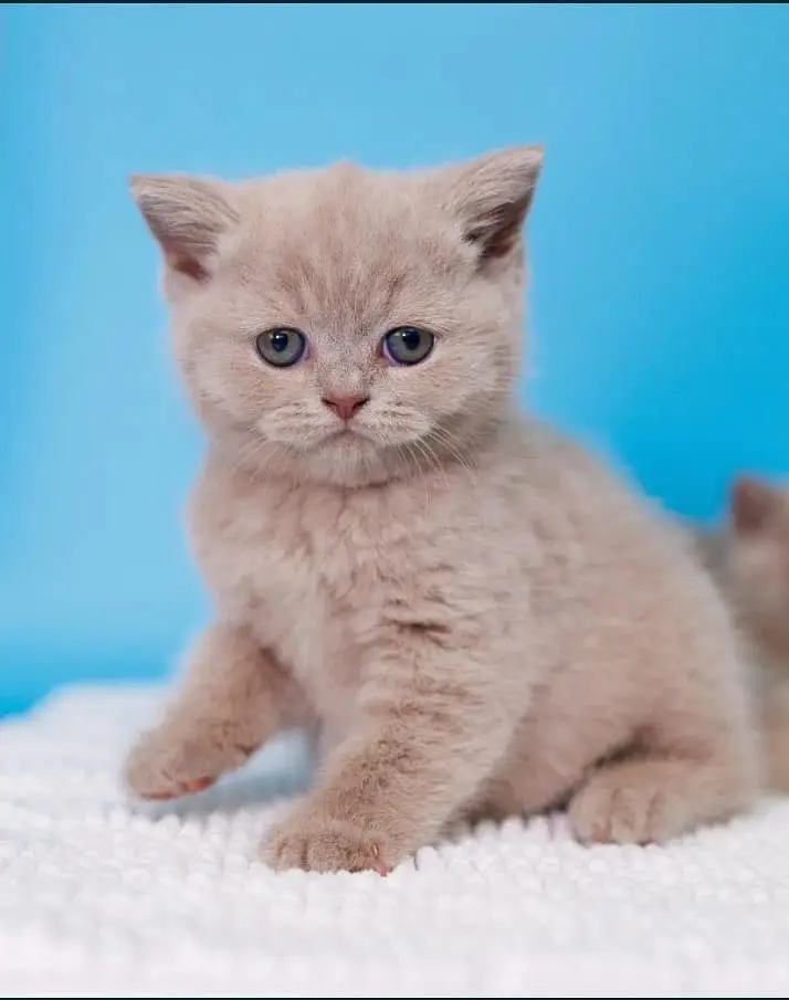 British shorthair — photo 2