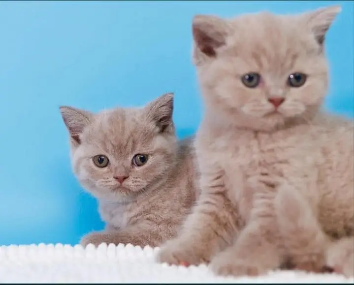 British shorthair — photo 3