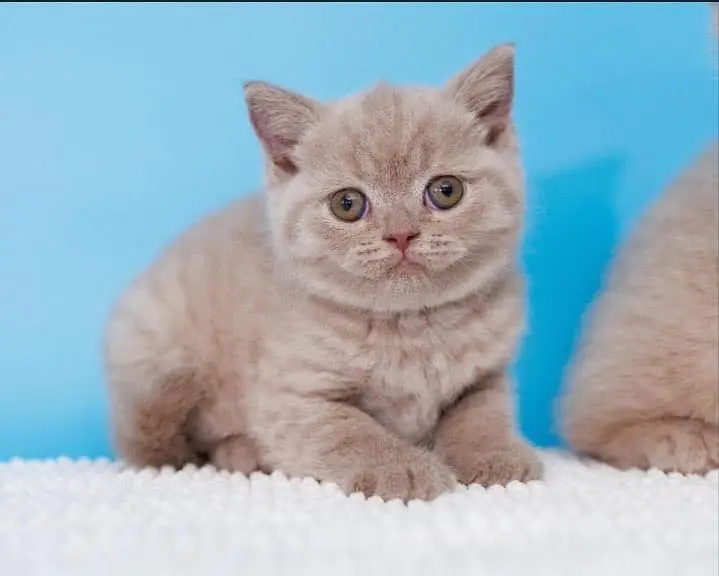 British shorthair — photo 4