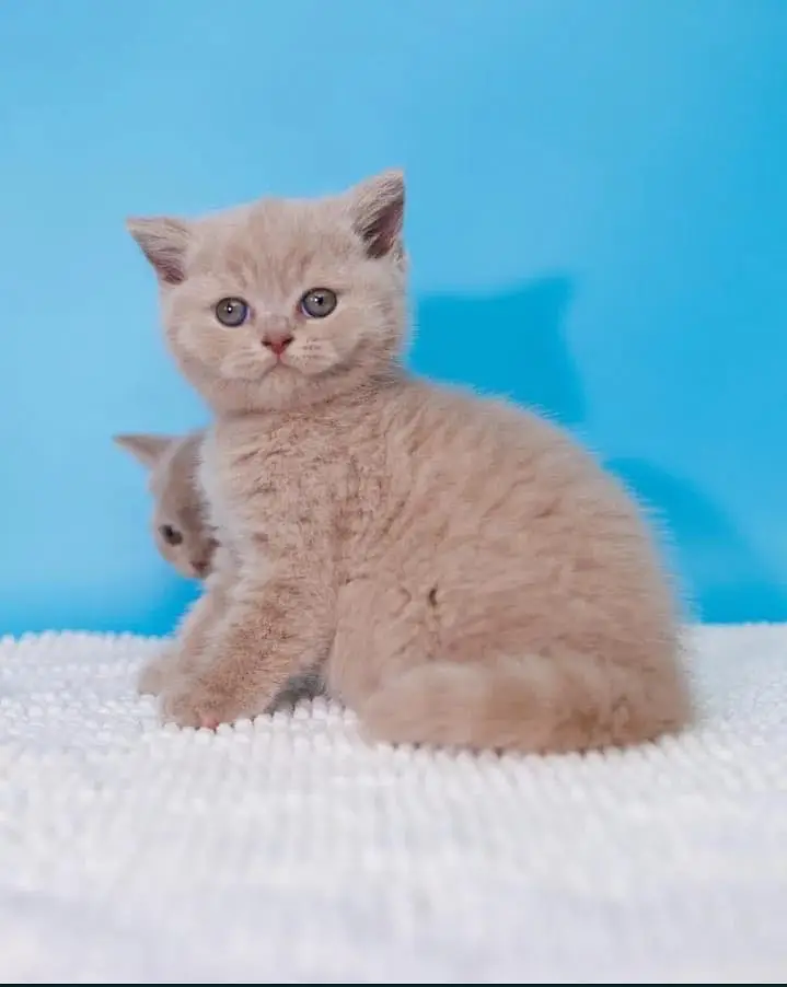 British shorthair — photo 5