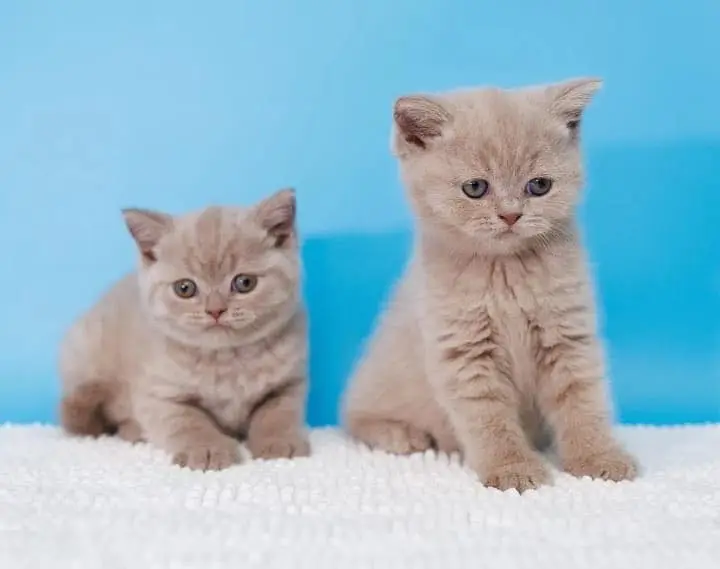 British shorthair — photo 6