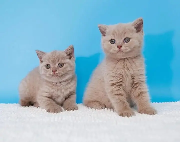 British shorthair — photo 7