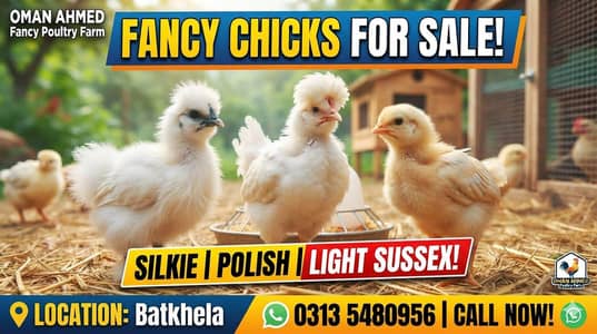 fancy chiks