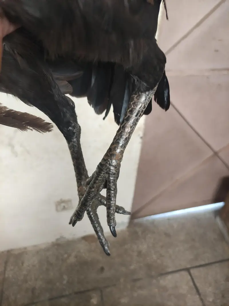 Dragon aseel — photo 3