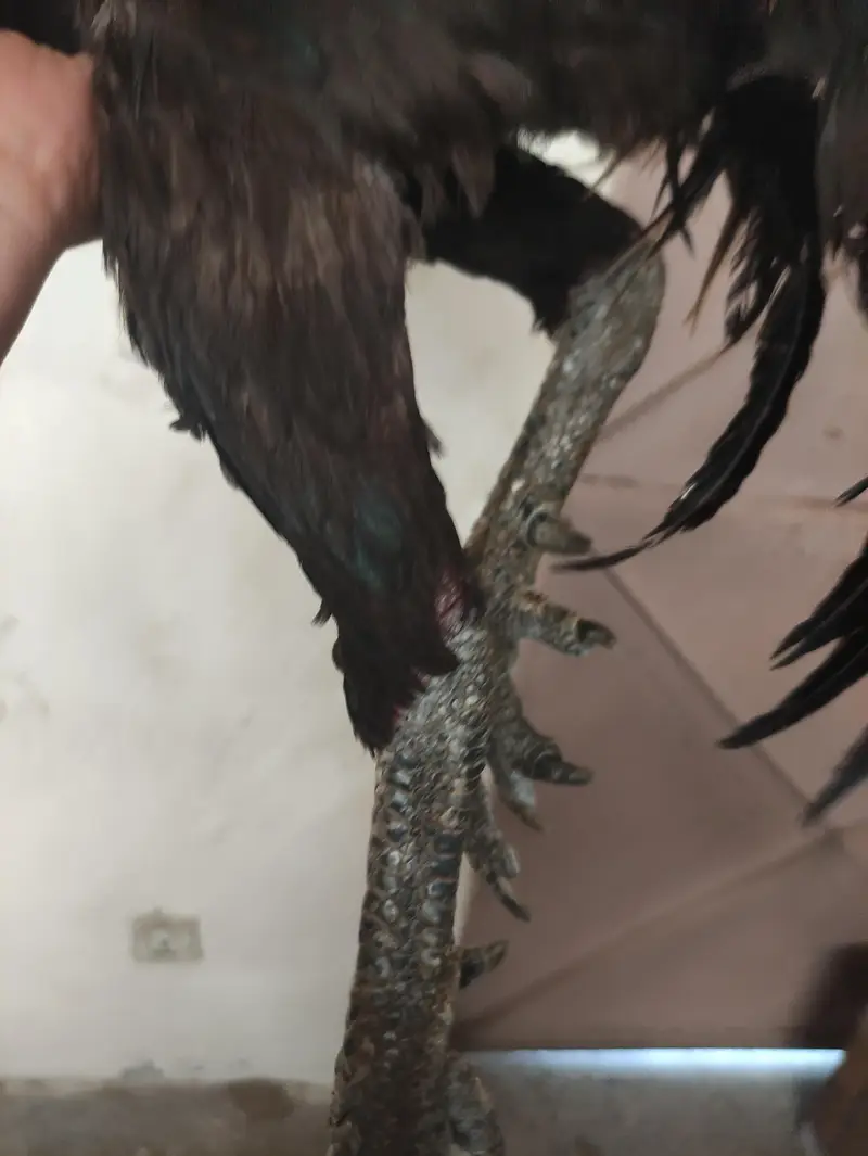 Dragon aseel — photo 5