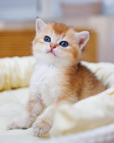 British shorthair