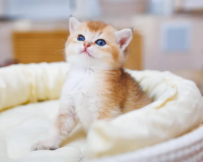 British shorthair — photo 2