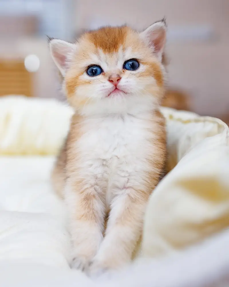 British shorthair — photo 3