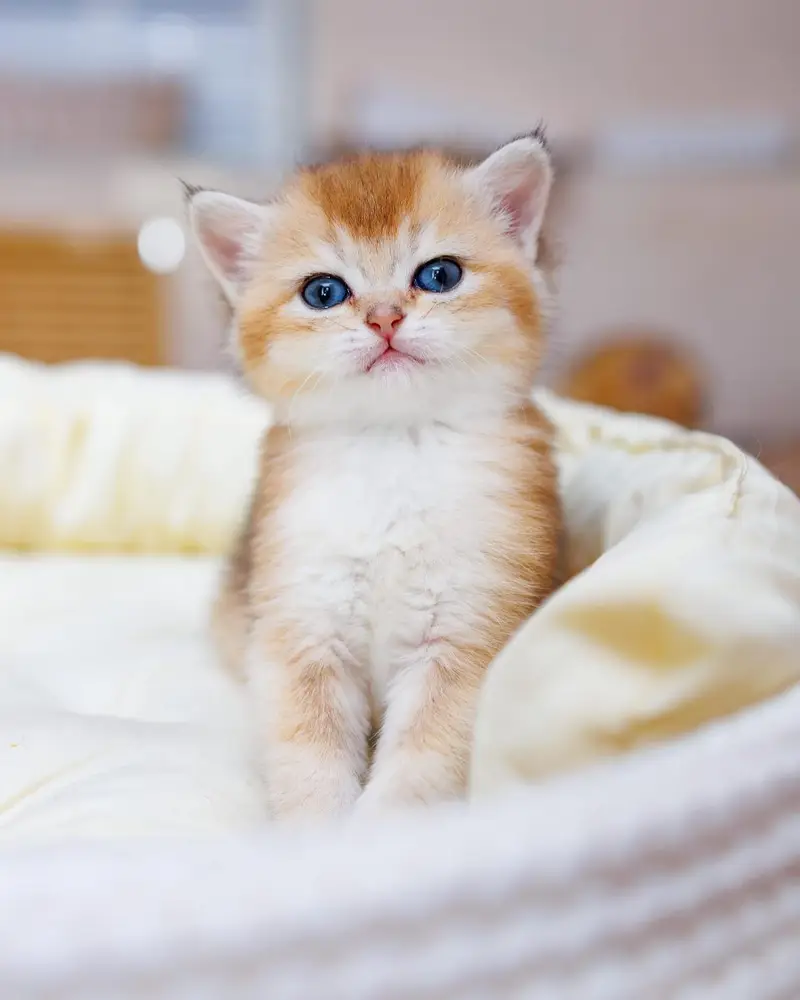 British shorthair — photo 4