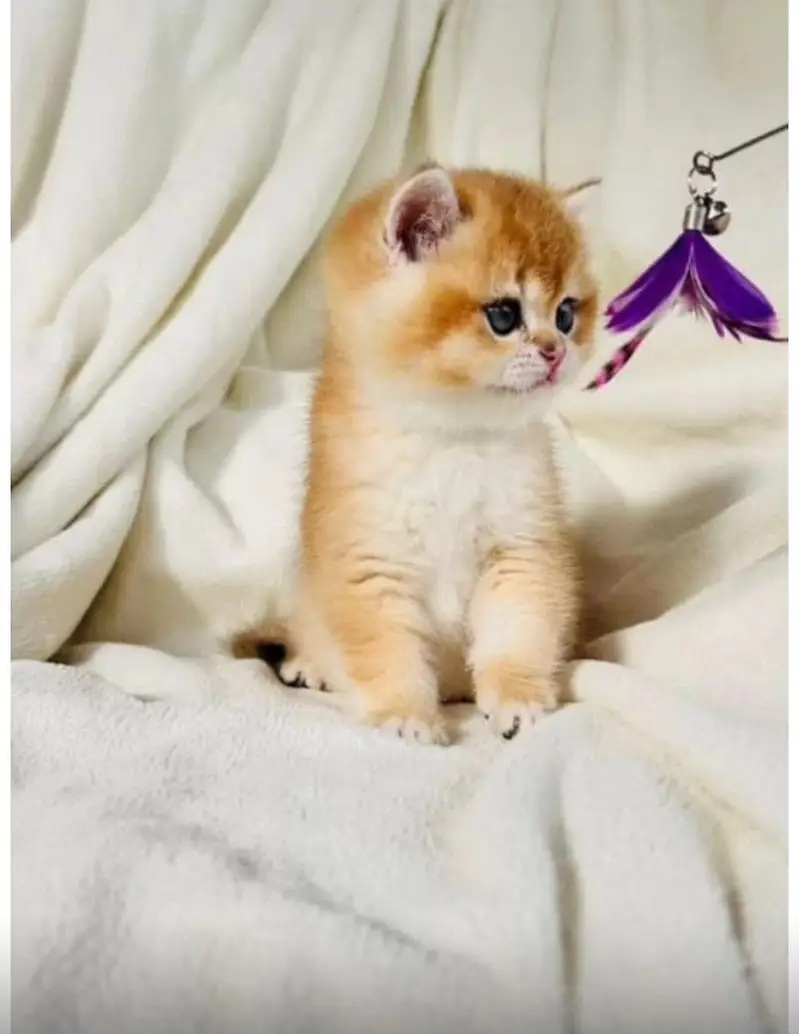 British shorthair — photo 5