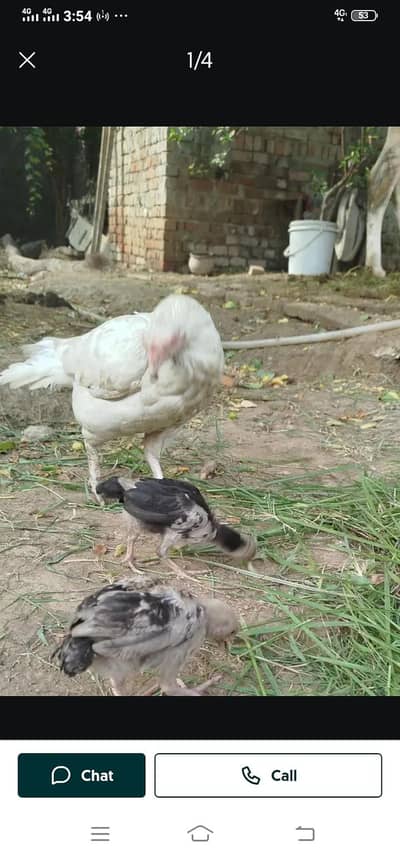 wattsapp pr rabta kro 03324173685