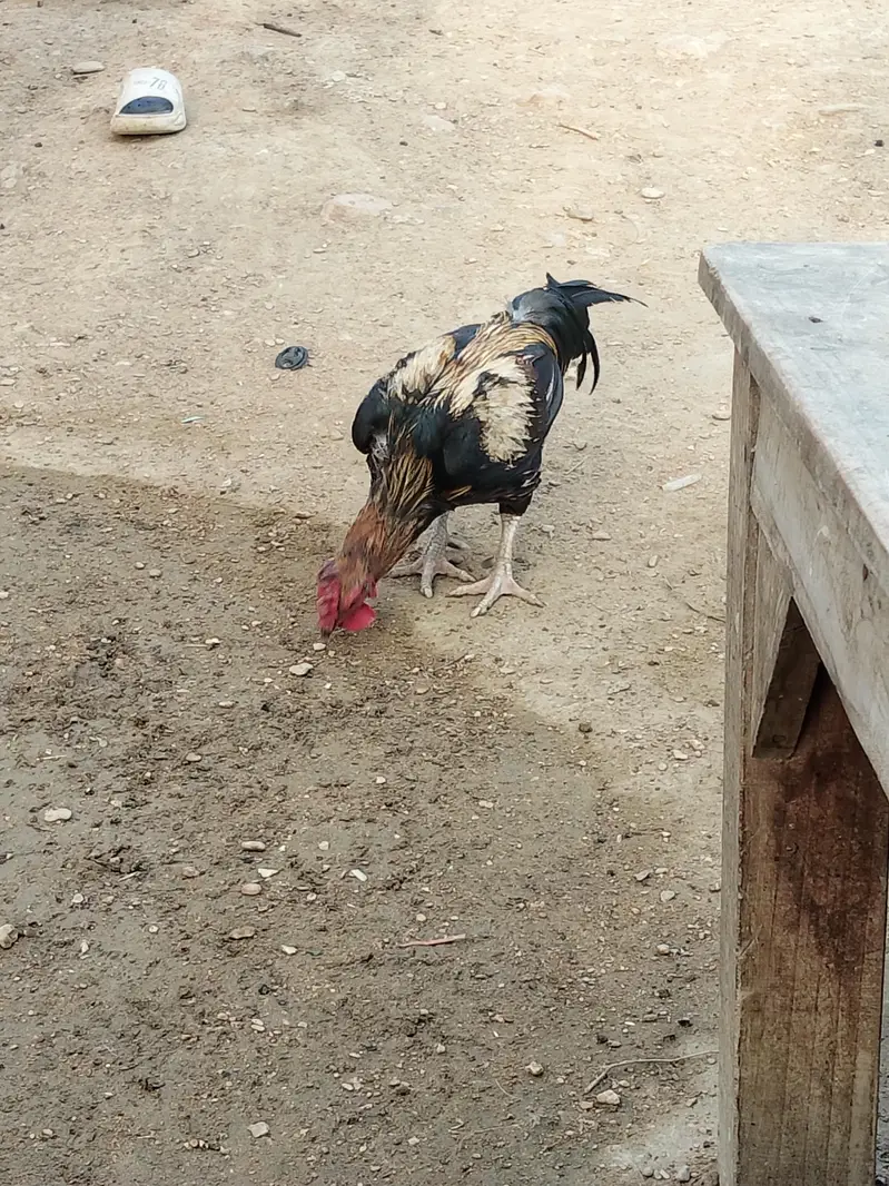 aseel — photo 3