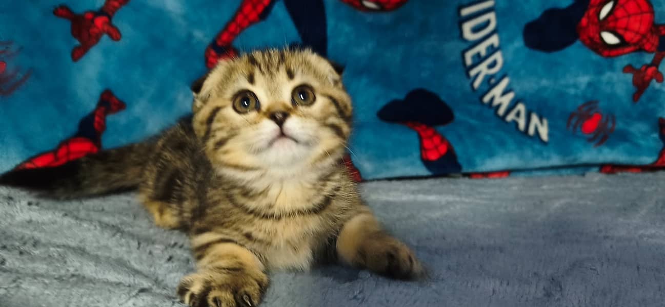 Munchkin 3