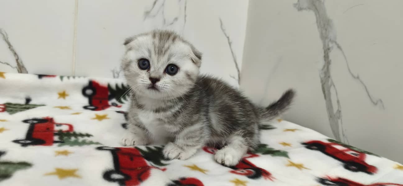 Munchkin 5