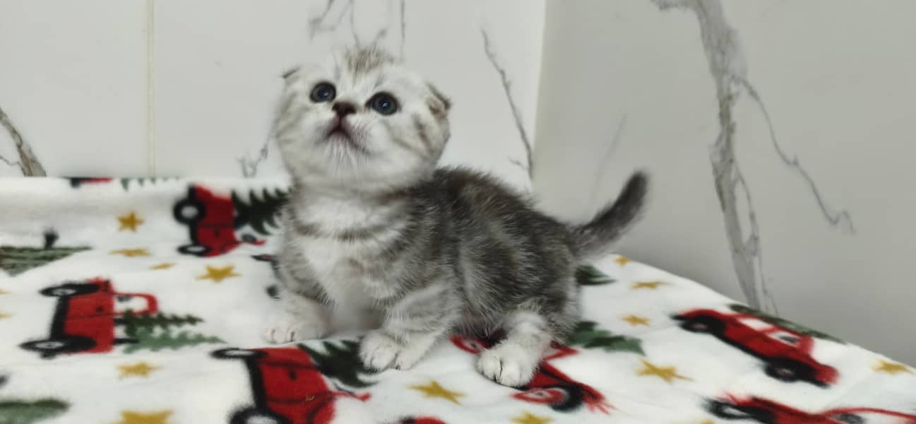 Munchkin 6