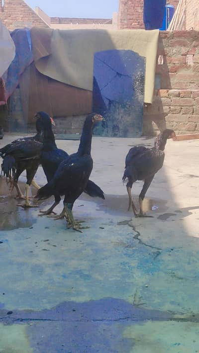 black shamo pathai