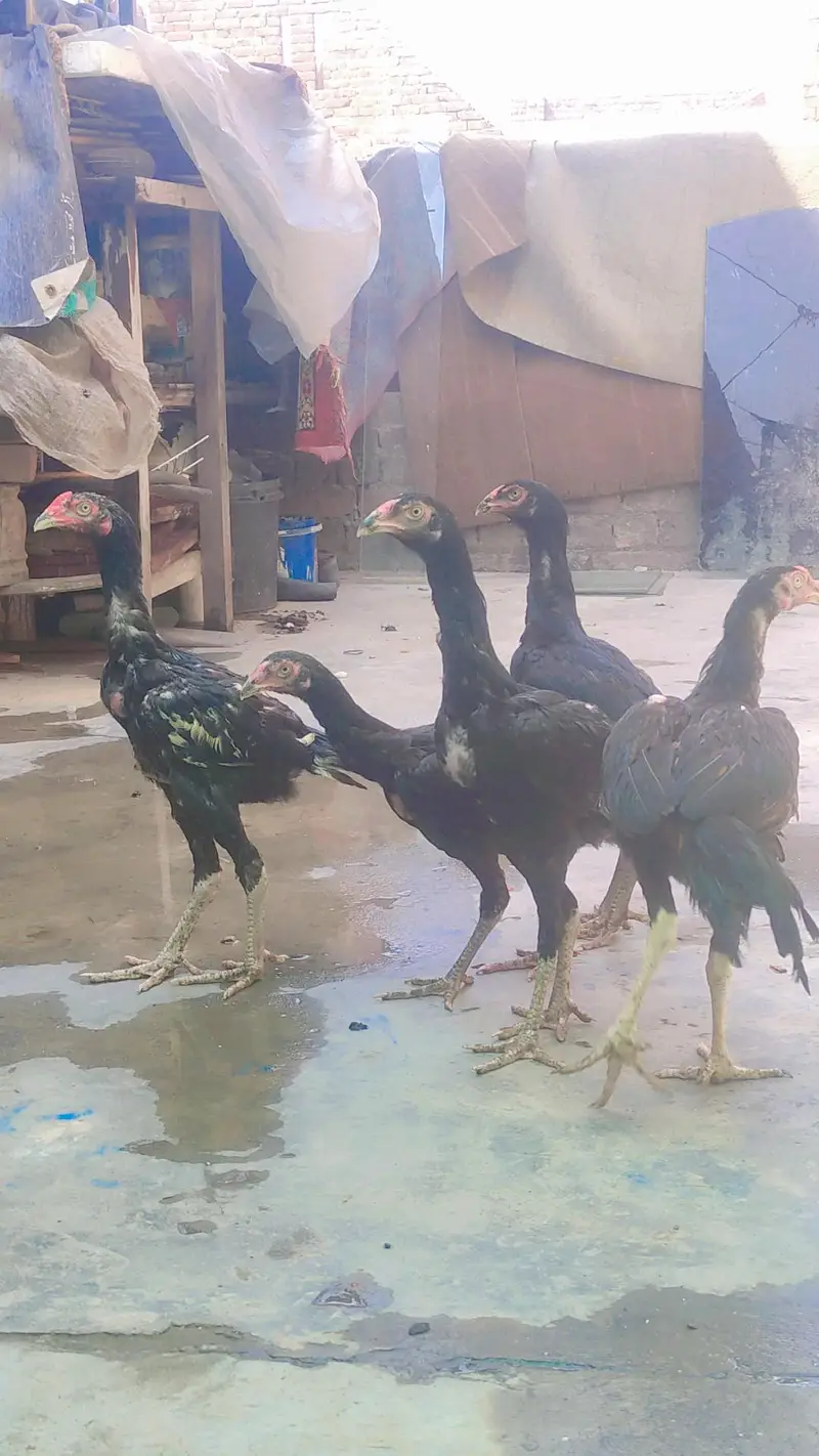 black shamo pathai — photo 2