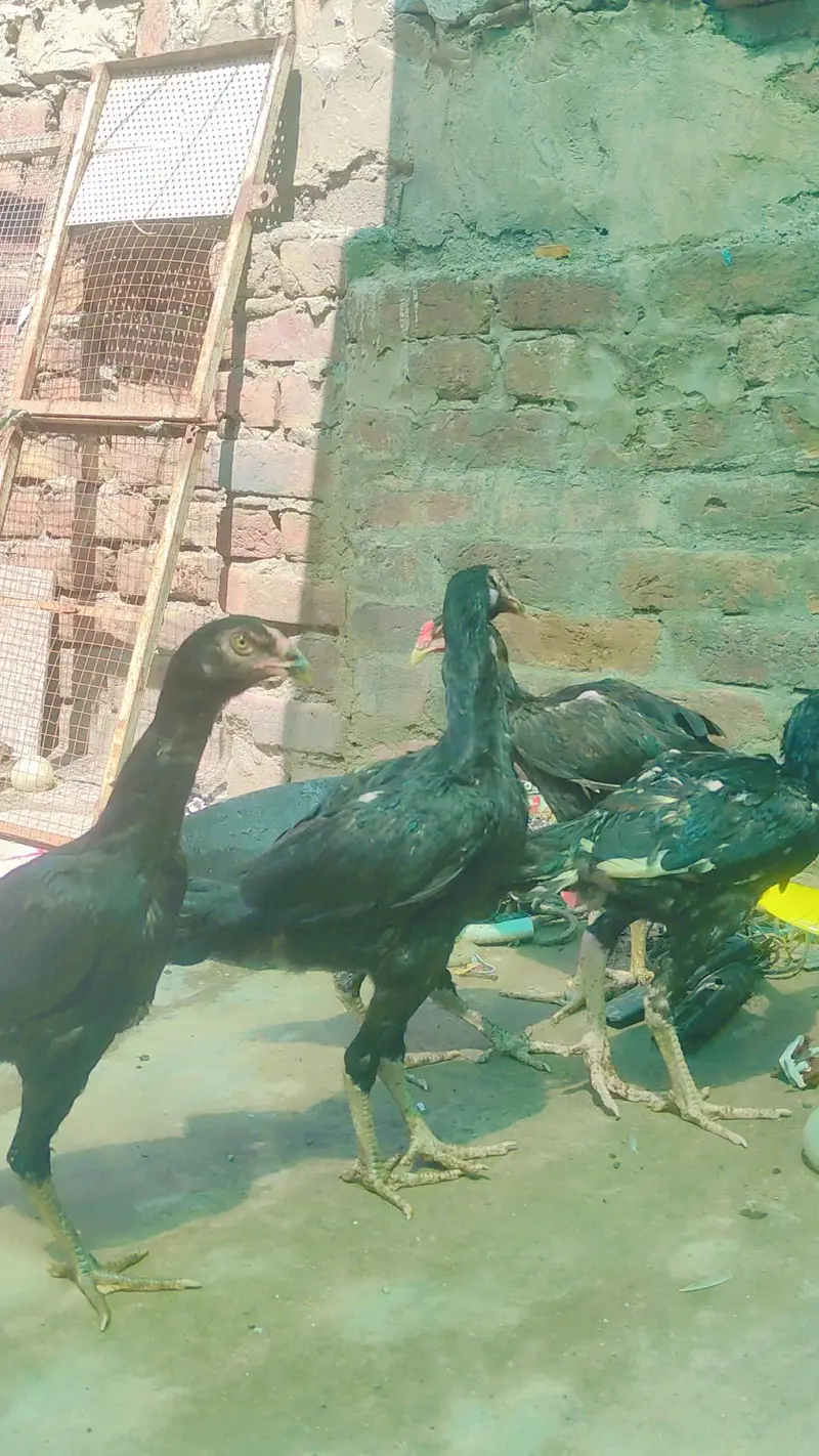 black shamo pathai — photo 3