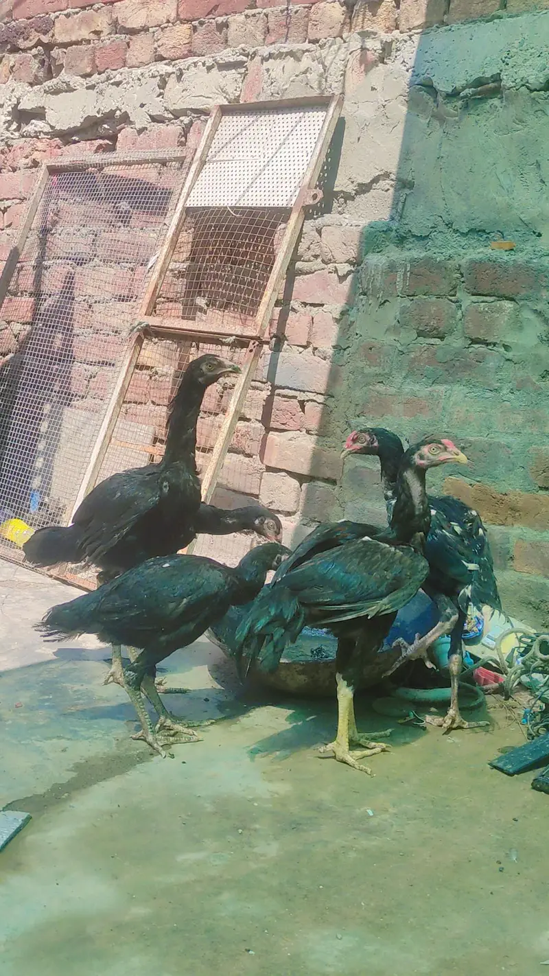 black shamo pathai — photo 4