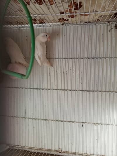 Albino pair