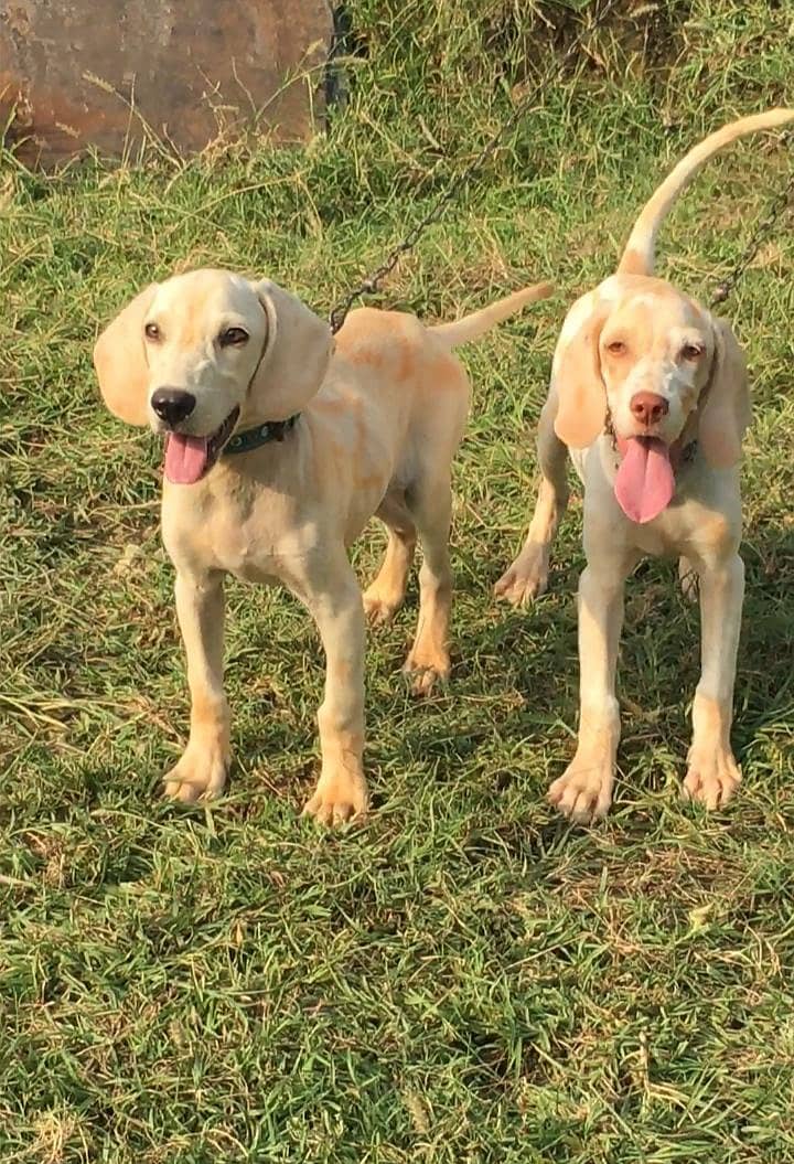 German Pointer pair 0
