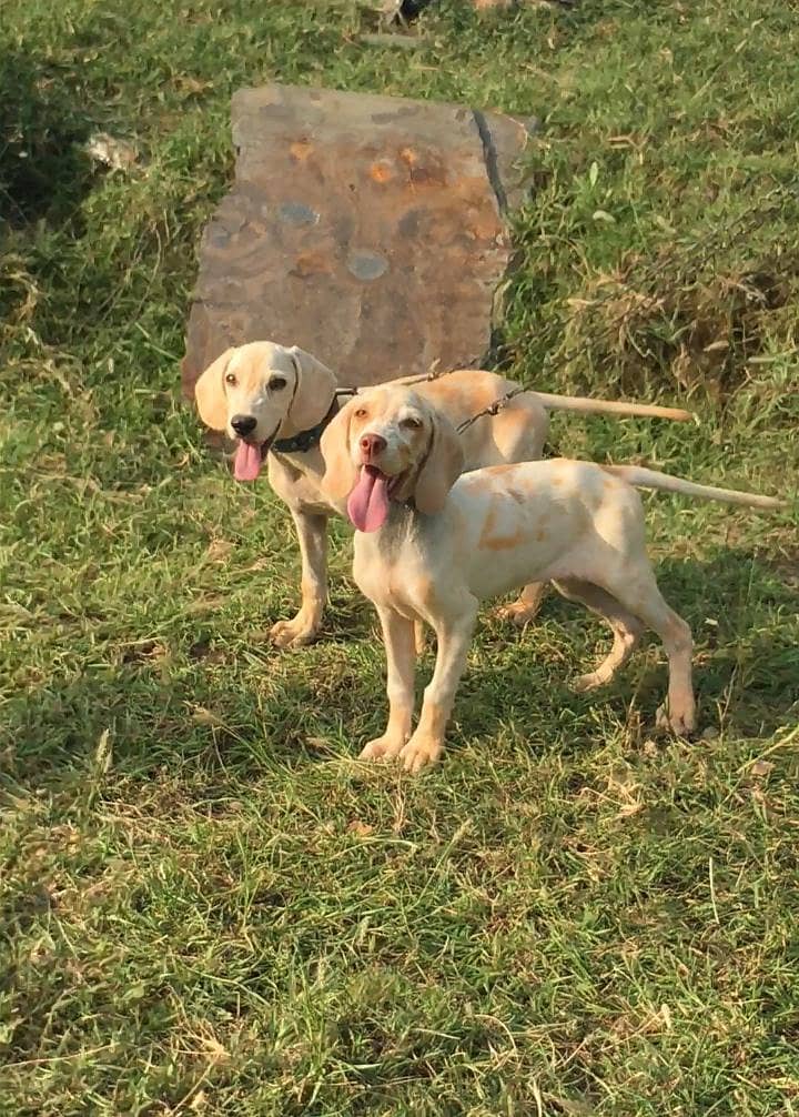 German Pointer pair 1
