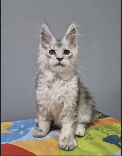 Maine coon