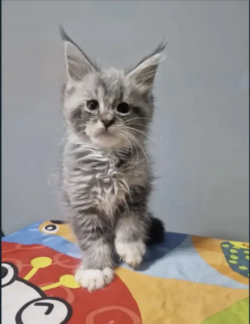 Maine coon — photo 3