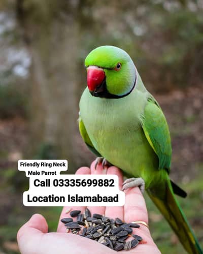 Hand Tamed Full Friendly Green Ring Neck Male Parrot Jumbo Size
