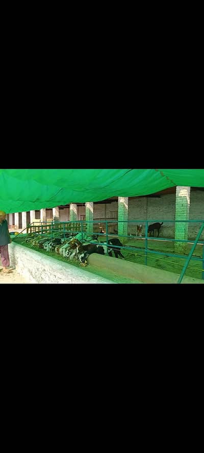 Goat Farm supervisor