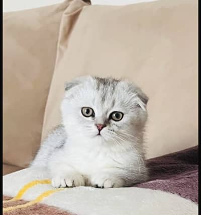 Scottish fold