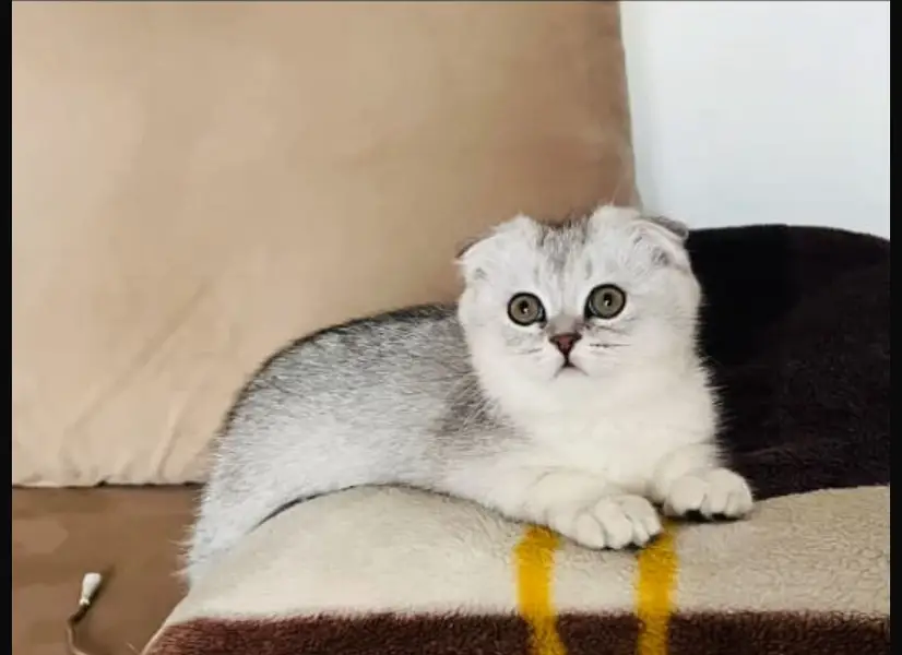 Scottish fold — photo 2
