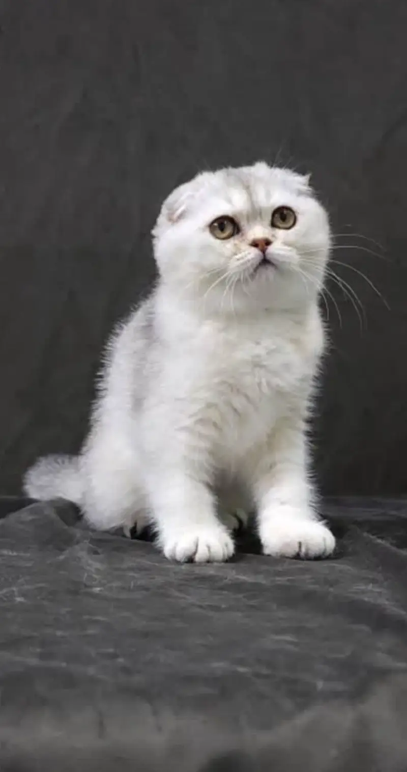 Scottish fold — photo 3