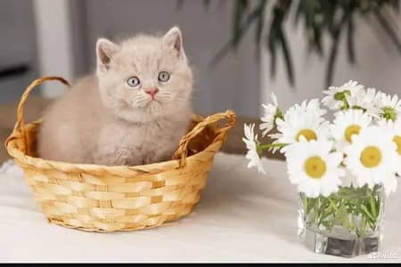 British shorthair