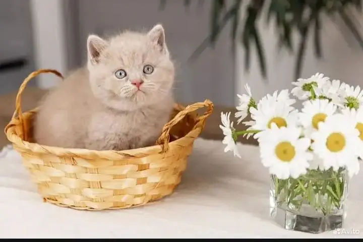 British shorthair